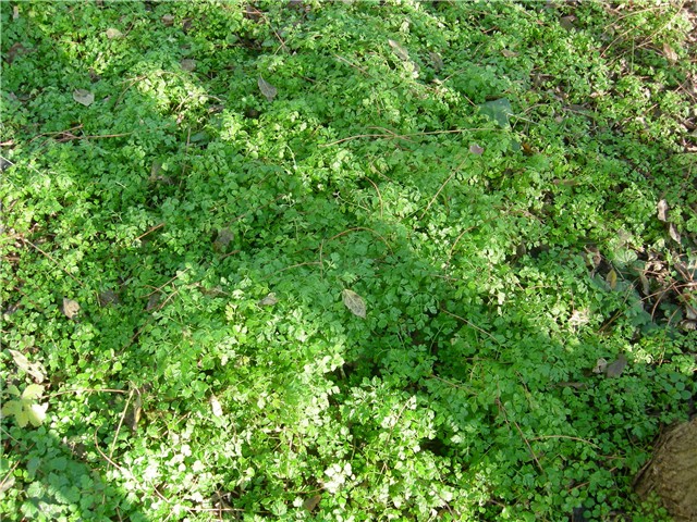 arčilend